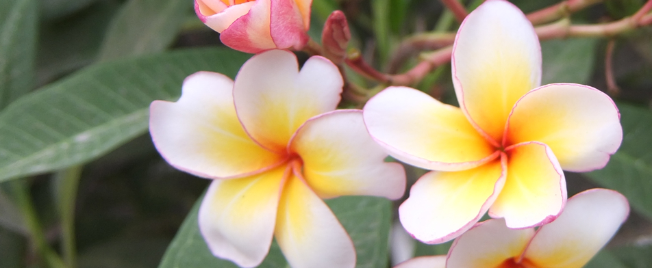 Therapeutic Horticulture